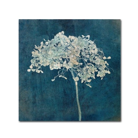 Cora Niele 'Hortensia Silhouette Sapphire' Canvas Art,24x24